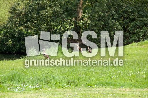 Nilgans (4 von 4).jpg